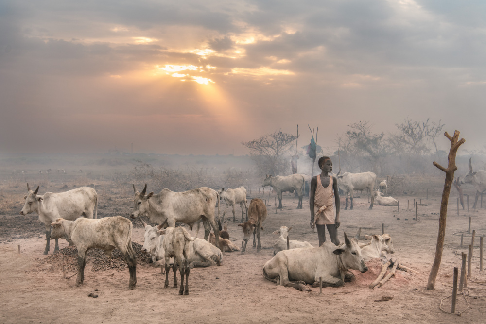 Enlightened von Trevor Cole