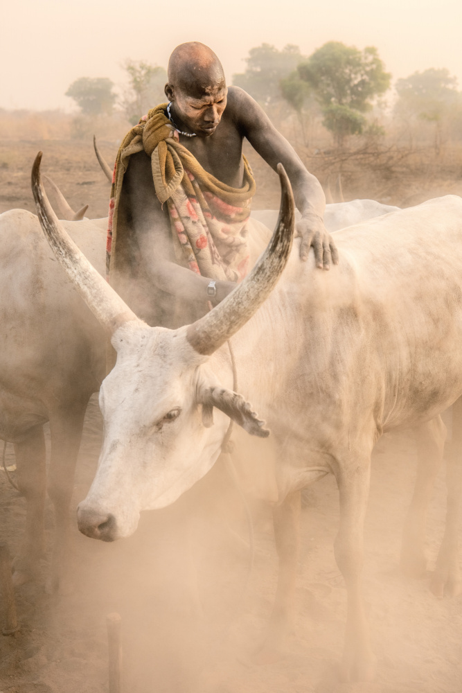 In a haze von Trevor Cole