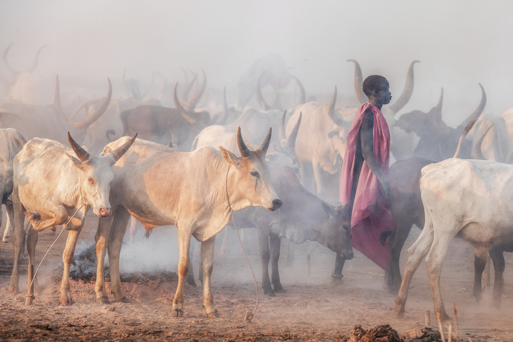 Mundari herder and the herd von Trevor Cole