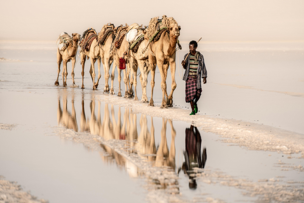 Salt of the earth von Trevor Cole