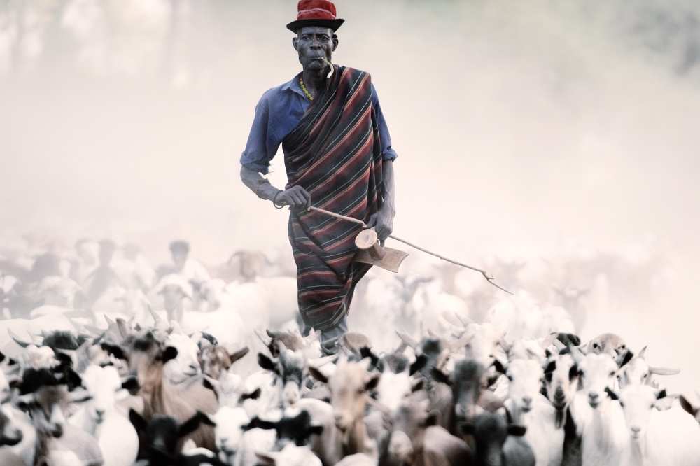 The herder von Trevor Cole