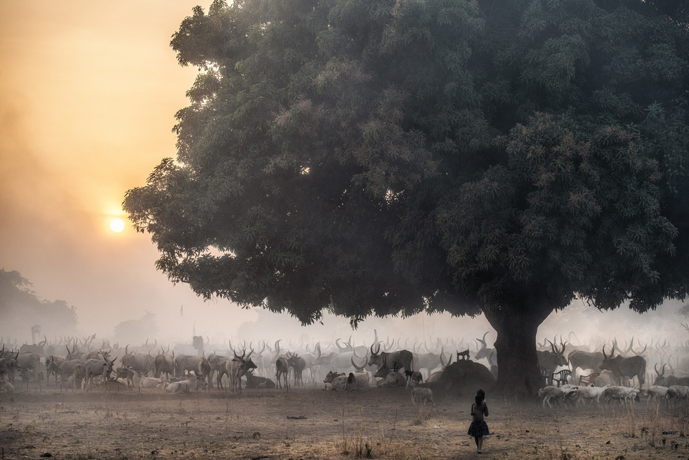 Tochmanga von Trevor Cole