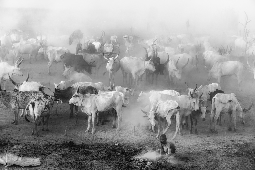 Khartoum cattle camp von Trevor Cole