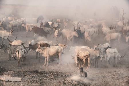 Khartoum cattle camp