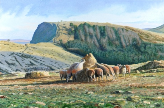 Sheep Feeding von Trevor  Neal