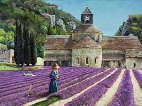 Lavender Picker, Abbaye Senanque, Provence (oil on canvas) 