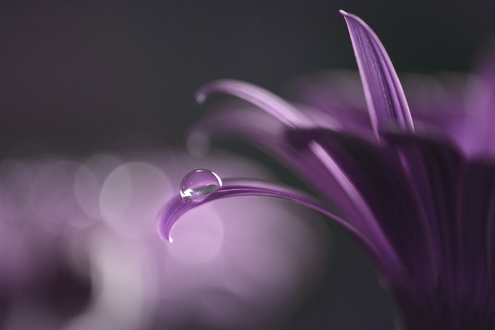 Drops of jupiter von Tsulker