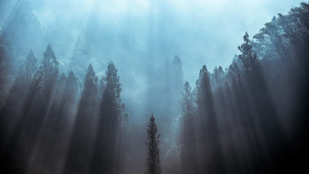 Light to be believed likely von Tsuneya Fujii