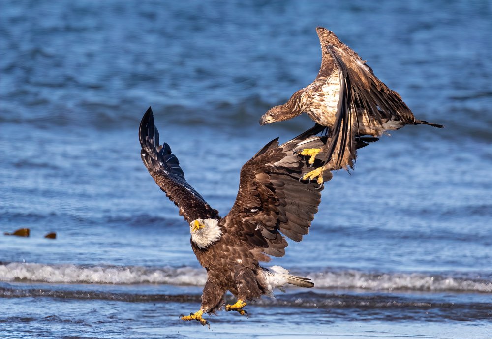 Dont Bother Me! von Tu Qiang (John) Chen