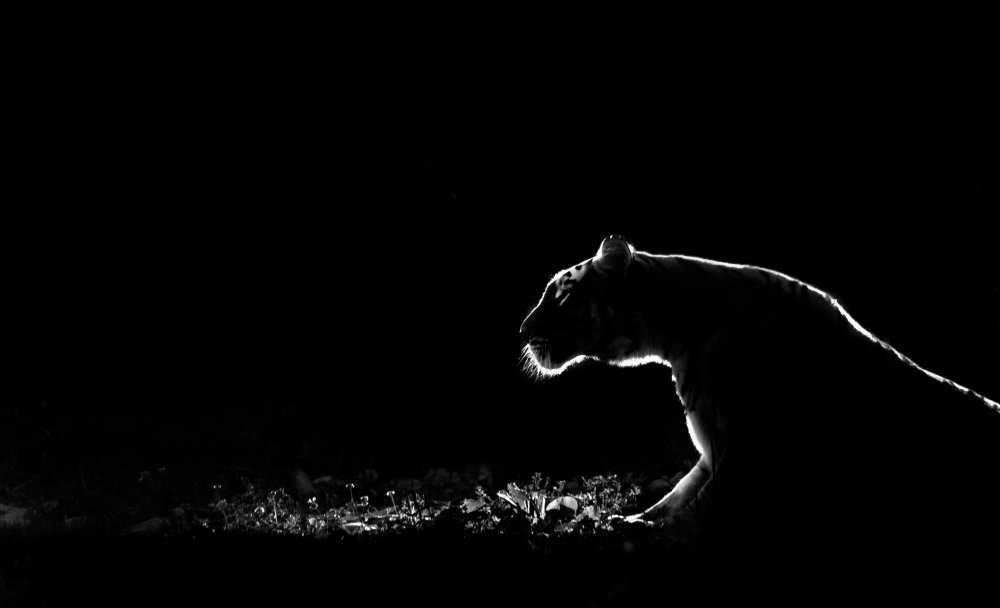 Untitled von Tudor Amot