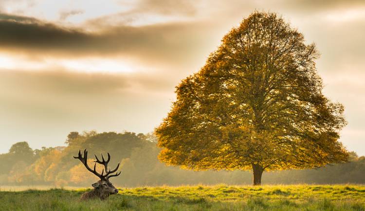 Untitled von Tudor Amot