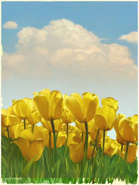 Nostalgic Tulips von Udo Linke