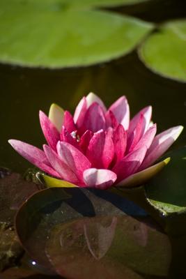 seerose von Udo Hoeft