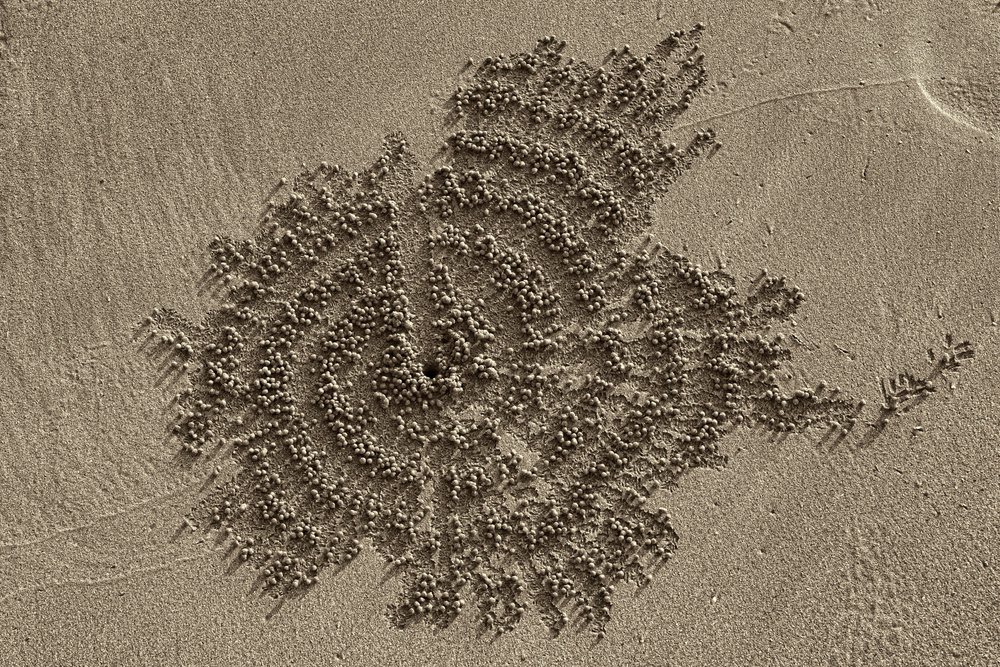 Art of a crab von Ugur Erkmen