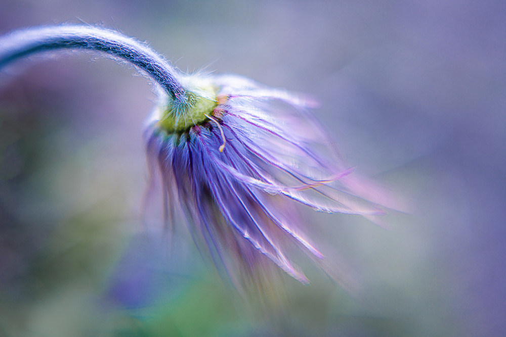 Pasque Flowers finals von Ulrike Eisenmann