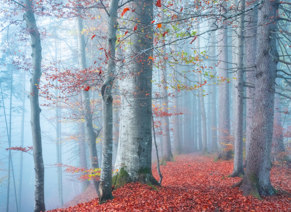 Autumn Mood von Ulrike Eisenmann