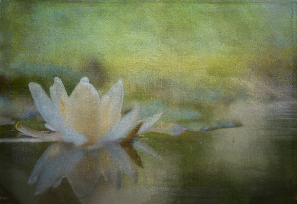 Nymphaea von Ulrike Eisenmann