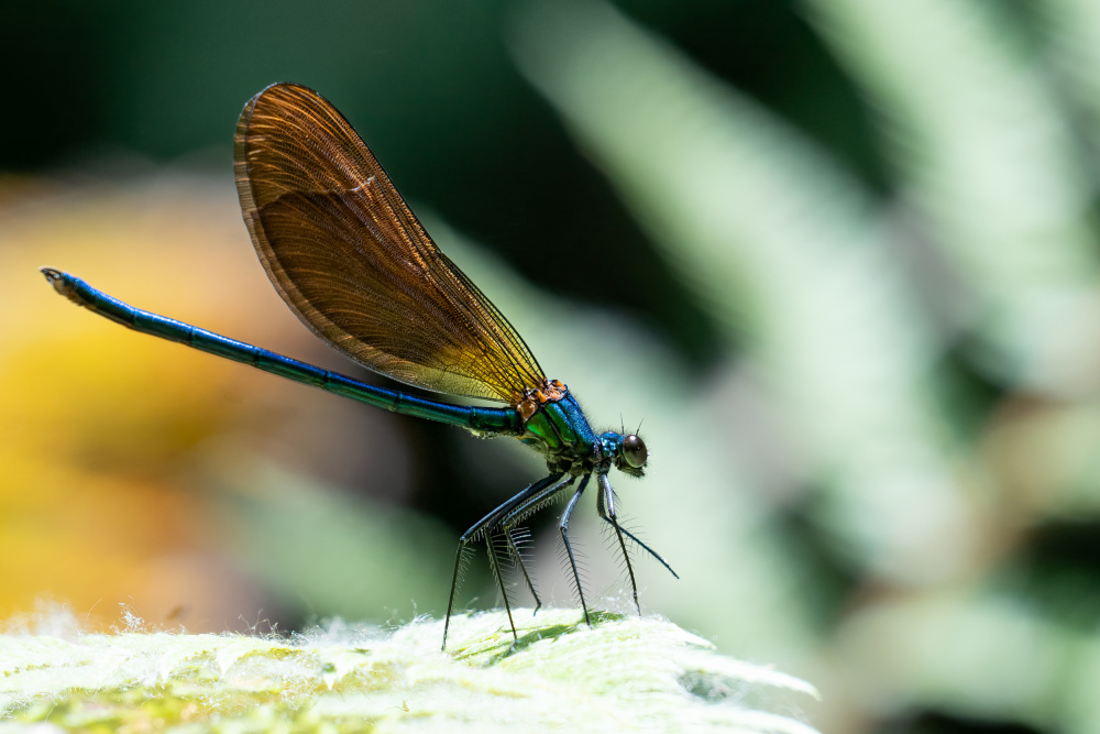 Dragonfly II von Ulrike Leinemann