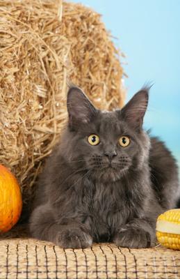 Graue Maine Coon Katze von Ulrike Schanz
