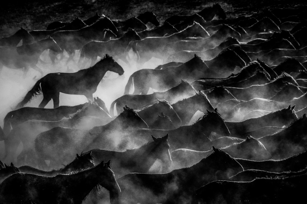 horses von Ummu Nisan Kandilcioglu