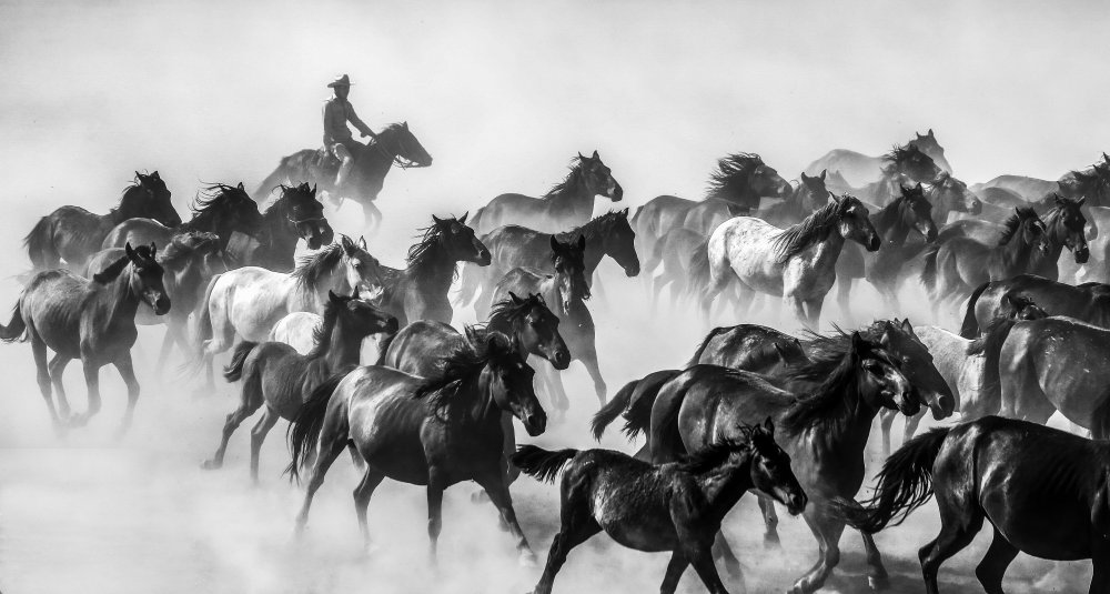 horses von Ummu Nisan Kandilcioglu