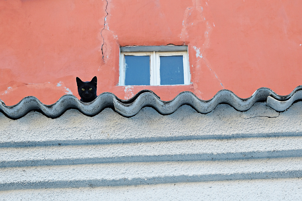 Cat von UMUT DOGU SAYLI