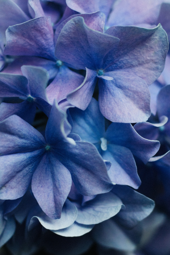 Dancing Petals - Lilac Hydrangea von uplusmestudio