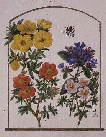 Ceratostigma plumbaginoides, Potentillas, Elizabeth (yellow) and Red Ace (red) (w/c on paper)  von Ursula  Hodgson