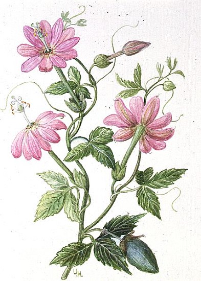 Passion Flower (w/c on paper)  von Ursula  Hodgson