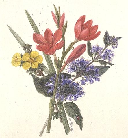 Schizoslylis major, Potentilla, Katherine Dykes and Caryopteris (w/c on paper)  von Ursula  Hodgson