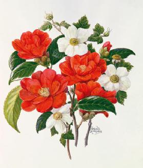 Camellia Adolf Audusson
