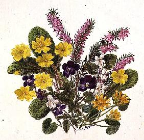 Primroses and Pansies (w/c on paper) 