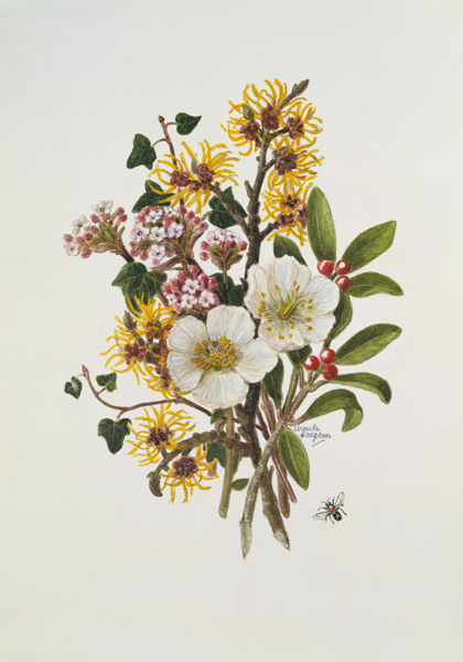 Skimia Japonica, Hammemelus, Viburnum and Hellebore von Ursula  Hodgson