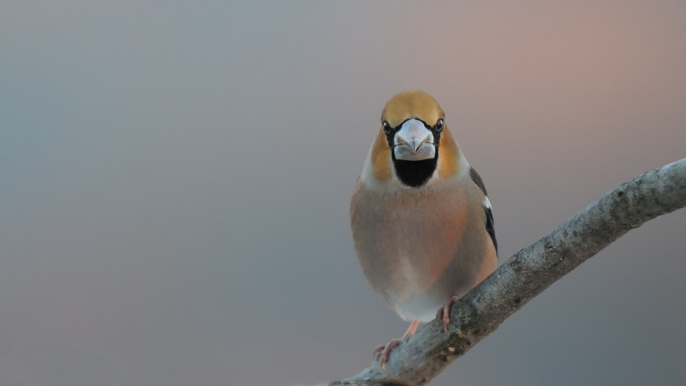 Hawfinch at sunrise von Valentino Alessandro
