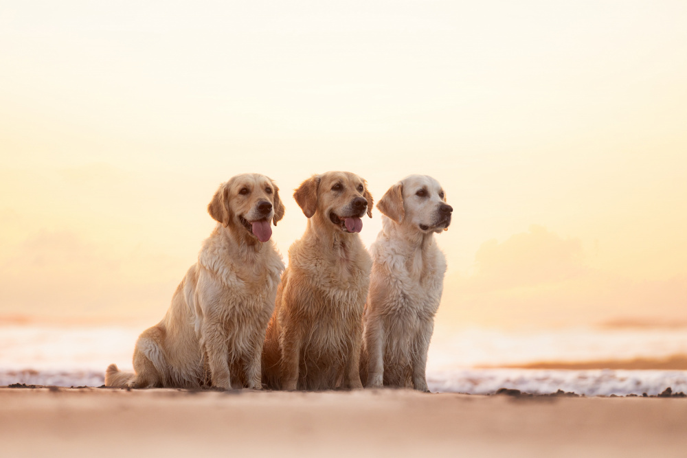 Golden Hour von Valerie Eeckloo