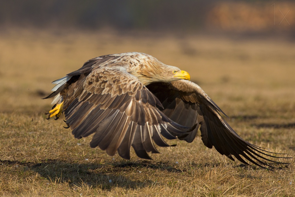 take off von Valerio Ferraro