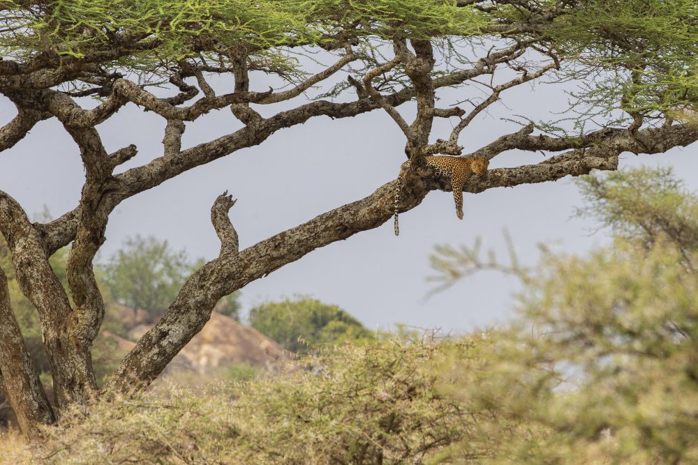 sweet sleep von Valerio Ferraro