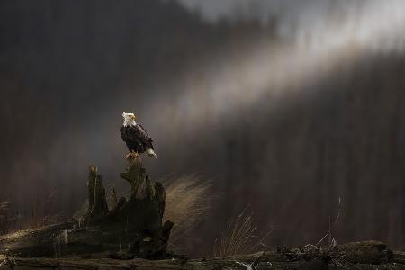 bald eagle
