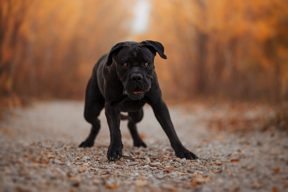 Ready, steady,GO! von Ve Shandor