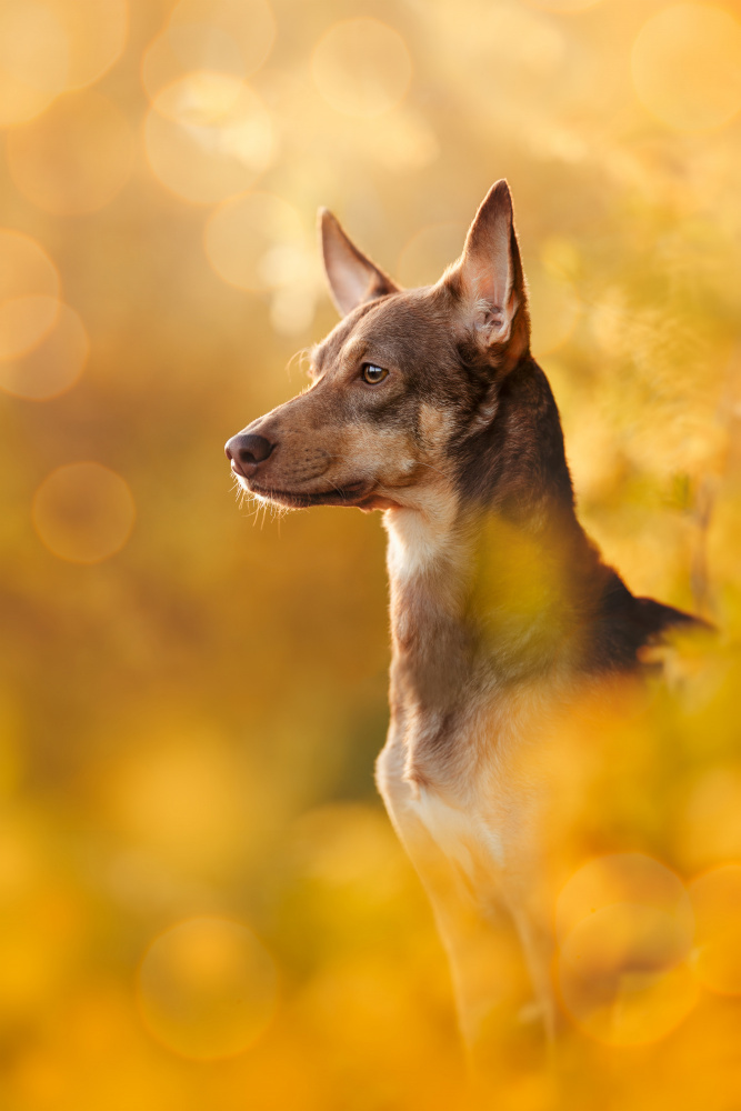 Golden von Ve Shandor