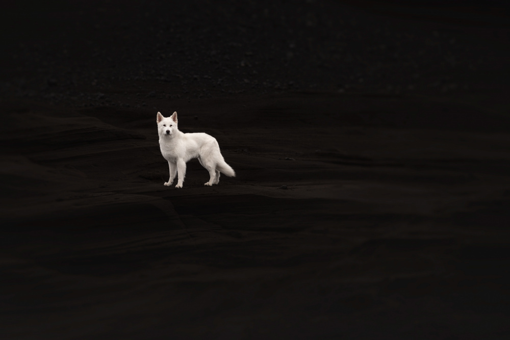 Dogs of Iceland von Ve Shandor