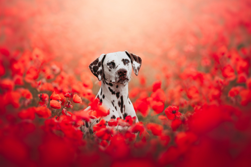 Poppy von Ve Shandor