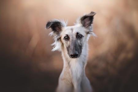 Distinguished gentleman