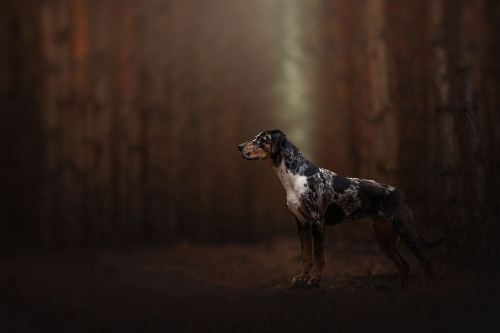 Forest fairy von Ve Shandor