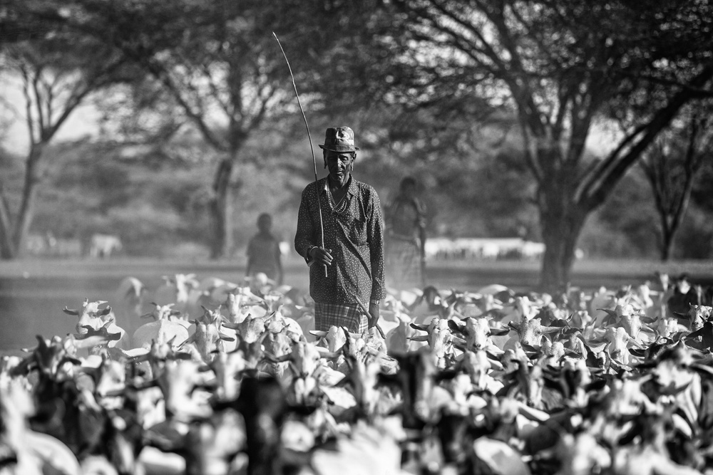 Shepherd von Vedran Vidak