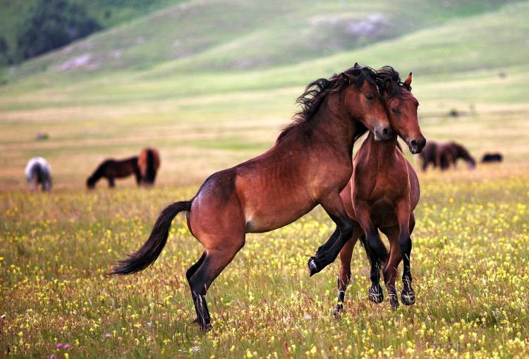 the game von Vedran Vidak