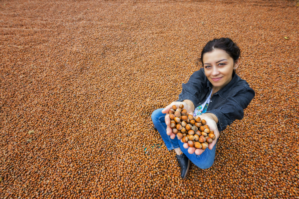 hazelnut von Veli Aydogdu