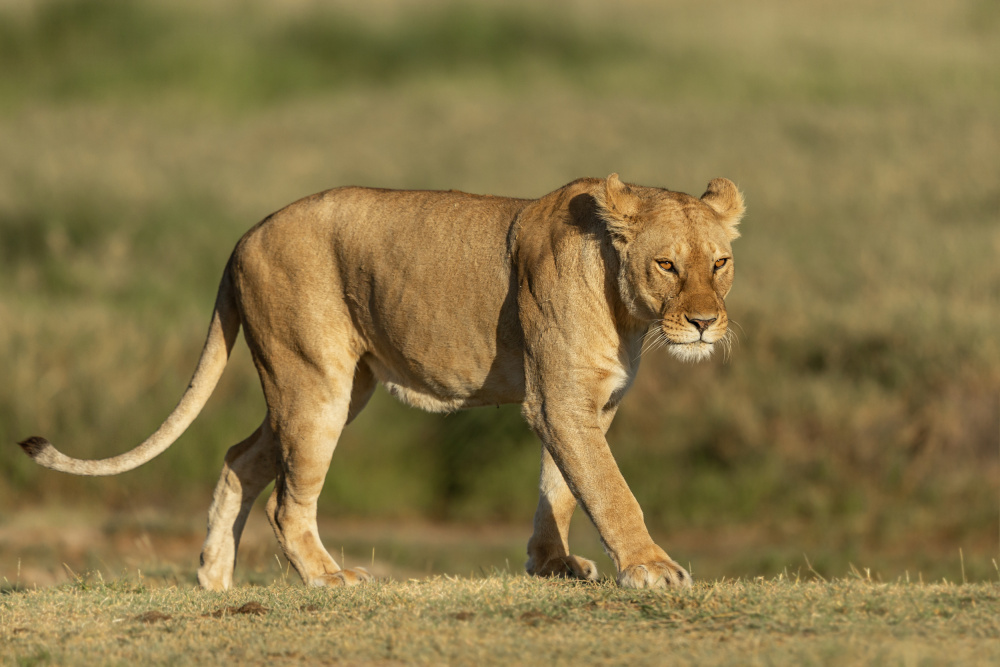 Lioness on a walk von Venkata Ratna Prem Hymakar Valluri