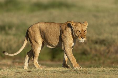 Lioness on a walk