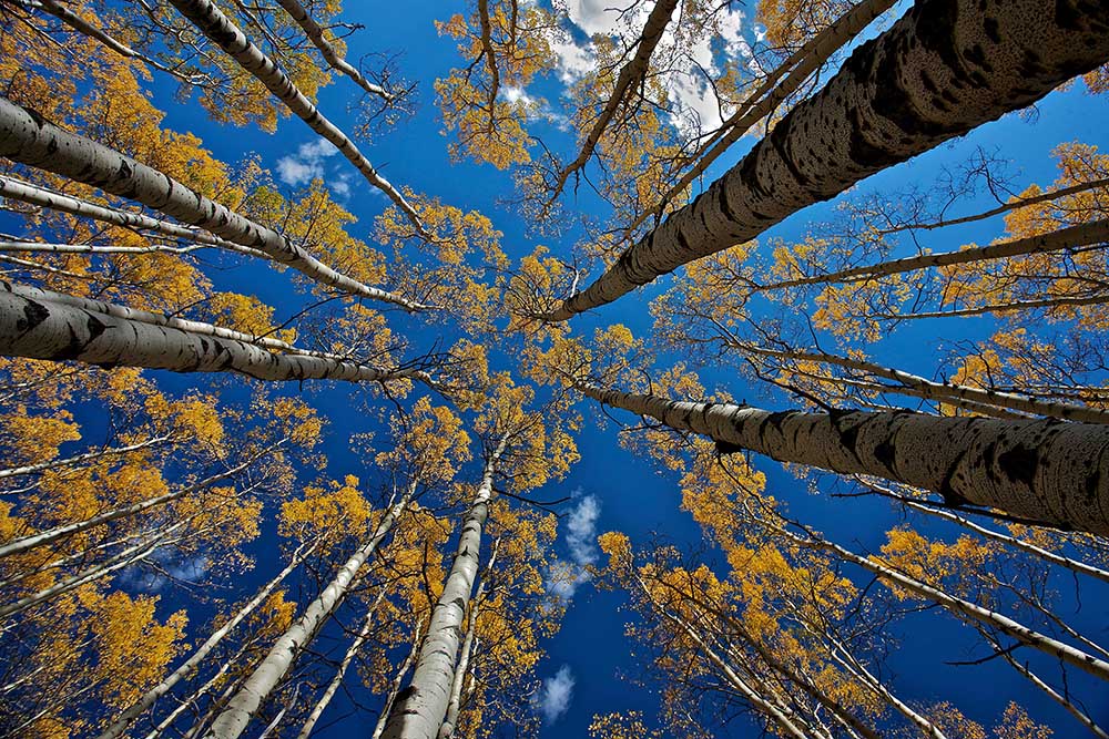 Aspens Sturz von Verdon